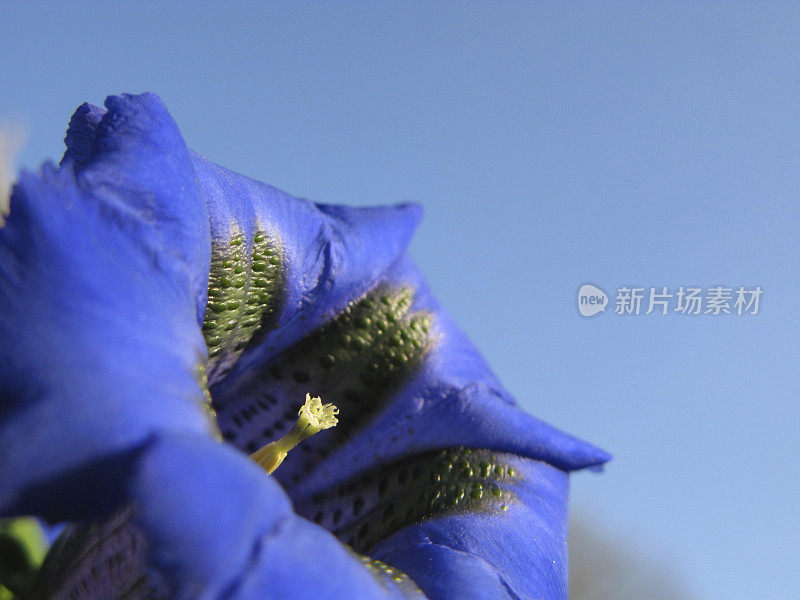 Gentiana acaulis - Enzian